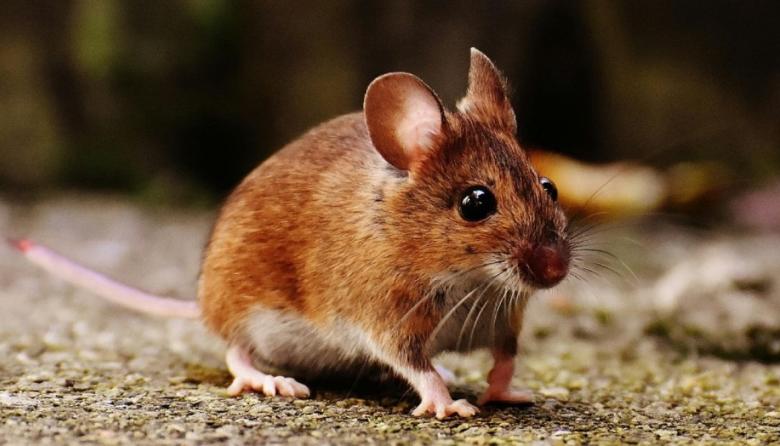 Alerta por hantavirus: síntomas y cómo prevenir la enfermedad