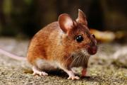 Alerta por hantavirus: síntomas y cómo prevenir la enfermedad
